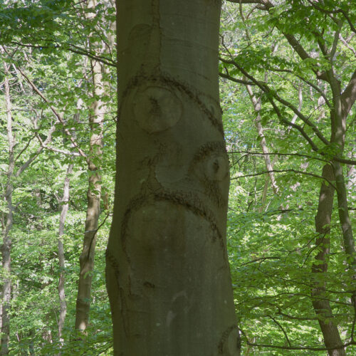 Ben-Paauwe-thema-pareidolie-03
